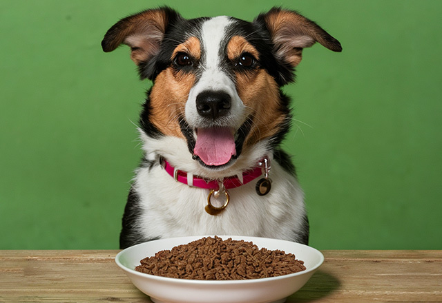 advantages of dry dog food