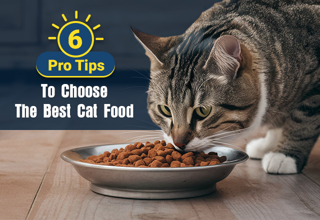 6 Pro Tips to Choose the Best Cat Food