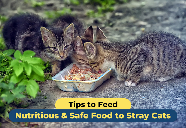 Tips to Feed Nutritious Safe Food to Stray Cats